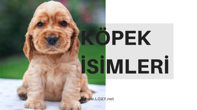 Kopek Isimleri Erkek Ve Disi Kopek Isimleri 2020 Loxy