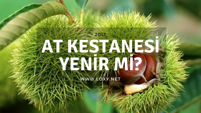 at kestanesi yenir mi