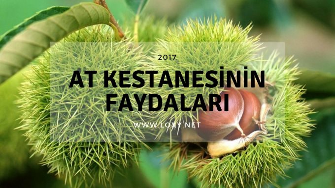 At Kestanesinin Faydaları Nelerdir?