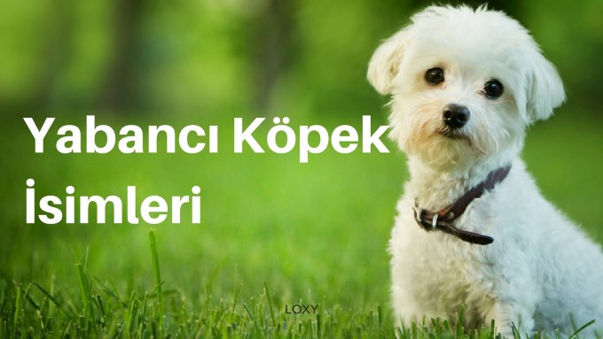 yabancı Köpek İsimleri yabancı Köpek İsimleri