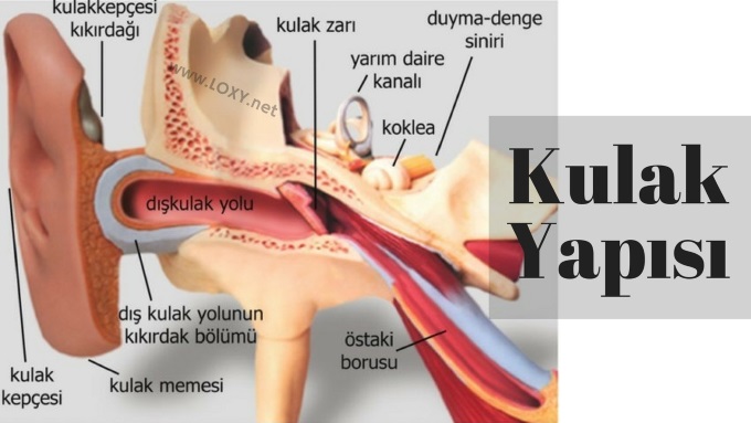 kulak iç yapısı kulak iç yapısı