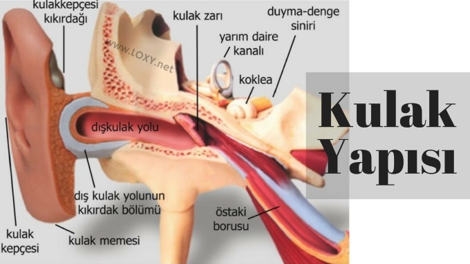 kulak iç yapısı